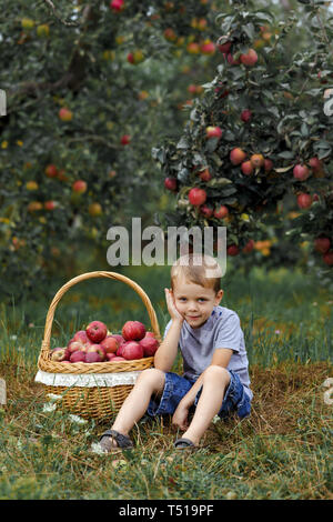 Kleine blonde Junge Helfen im Garten und ernte ernten Äpfel im Korb. Stockfoto