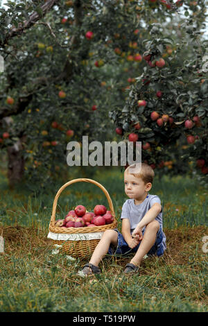 Kleine blonde Junge Helfen im Garten und ernte ernten Äpfel im Korb. Stockfoto