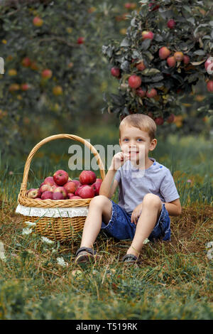 Kleine blonde Junge Helfen im Garten und ernte ernten Äpfel im Korb. Stockfoto