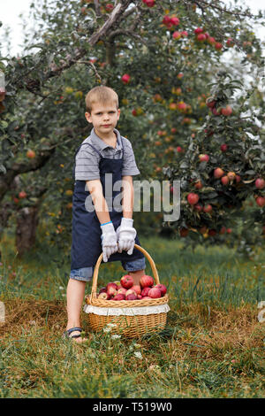 Kleine blonde Junge Helfen im Garten und ernte ernten Äpfel im Korb. Stockfoto