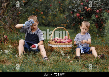 Zwei kleine blonde Jungen helfen im Garten und Ernte Ernte von Äpfeln. Müde Brüder sitzen auf dem Gras in der Nähe von einem Korb mit roten Äpfeln. Stockfoto