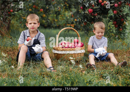 Zwei kleine blonde Jungen helfen im Garten und Ernte Ernte von Äpfeln. Müde Brüder sitzen auf dem Gras in der Nähe von einem Korb mit roten Äpfeln. Stockfoto