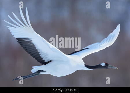 Rot-gekrönten Kranich (Grus japonensis) fliegen, Hokkaido, Japan Stockfoto