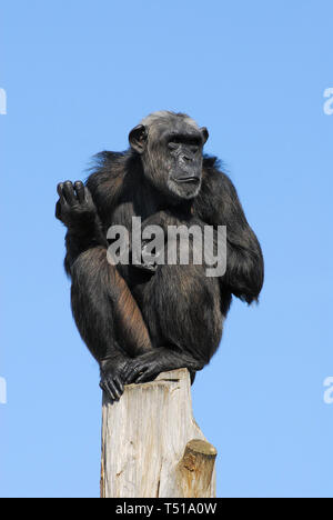 Schimpanse, Schimpanse, Chimpanzé commun, Pan troglodytes, csimpánz Stockfoto