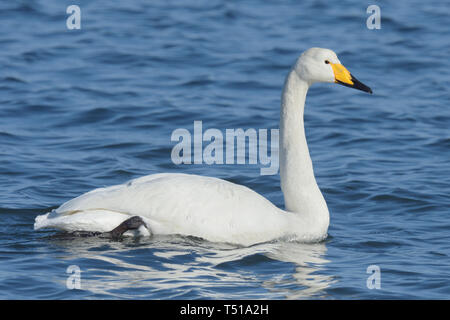 Singschwan (Cygnus Cygnus) Schwimmen im Pazifik, Japan Stockfoto