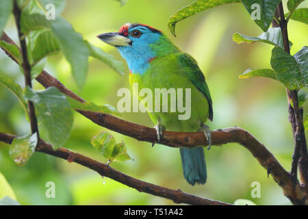 Blue-throated Barbet (Psilopogon asiaticus) in einem Obstbaum in Manas, Indien Stockfoto