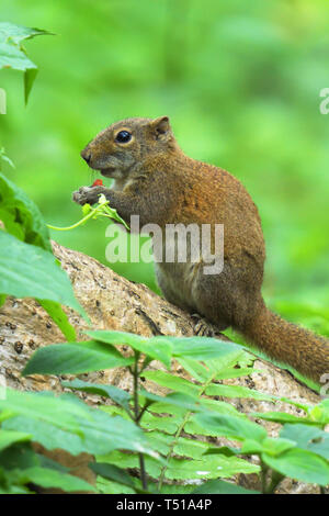 Irrawaddy Eichhörnchen (Callosciurus pygerythrus) das Essen von Früchten in einem indischen Wald Stockfoto