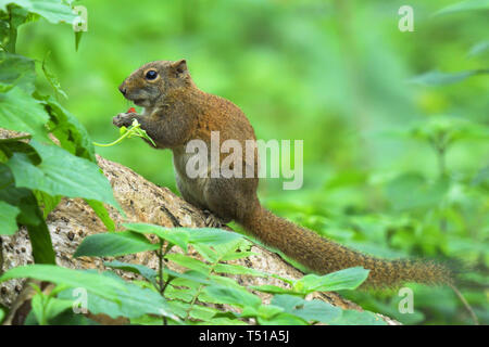 Irrawaddy Eichhörnchen (Callosciurus pygerythrus) das Essen von Früchten in einem indischen Wald Stockfoto