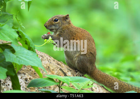 Irrawaddy Eichhörnchen (Callosciurus pygerythrus) das Essen von Früchten in einem indischen Wald Stockfoto