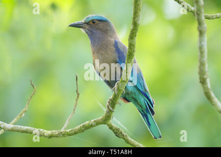 Indische Walze (Coracias benghalensis) im Kaziranga National Park Stockfoto