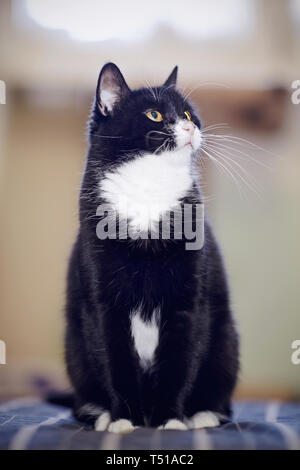 Hauskatze eines schwarz-weißen Farbe, sitzt Stockfoto