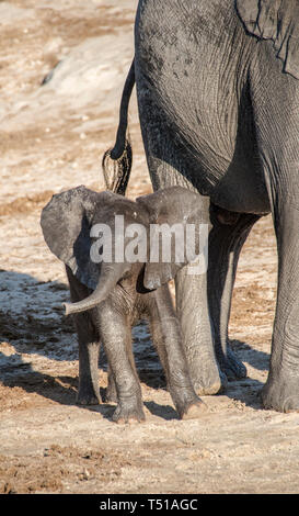 Juvenile afrikanischen Busch Elefant (Loxodonta africana) Stockfoto