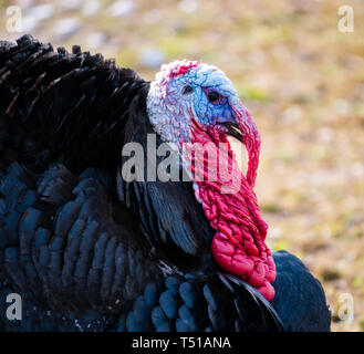 Einheimischer putenschwamm (Meleagris gallopavo) mit hellroten Flechtfedern und blauem Kopf Stockfoto