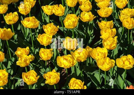 Draufsicht auf das Blumenbeet mit schönen blühenden gelben Tulpen mit schön geformten Blüten im Frühling im Keukenhof in den Niederlanden. Stockfoto