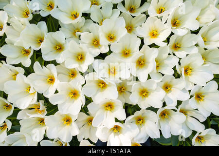 Draufsicht auf das Beet voll von schönen blühenden weißen Tulpen nahe beieinander im Frühling im Keukenhof in den Niederlanden. Stockfoto