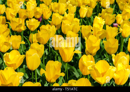 Blühende helle gelbe Tulpen im hellen Sonnenlicht im Frühling im Keukenhof, Die Niederlande Stockfoto