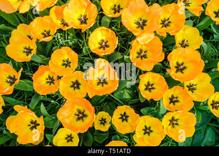 Draufsicht auf das Blumenbeet mit schönen blühenden gelben Tulpen mit schwarzen Flecken innerhalb der Blüten im Frühling im Keukenhof in den Niederlanden. Stockfoto