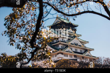 Burg von Osaka mit Bäumen und Kirschblüten in Japan umgeben Stockfoto