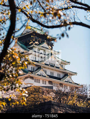 Burg von Osaka mit Bäumen und Kirschblüten in Japan umgeben Stockfoto