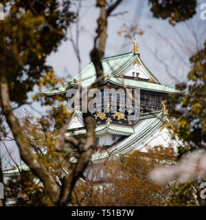 Burg von Osaka mit Bäumen und Kirschblüten in Japan umgeben Stockfoto