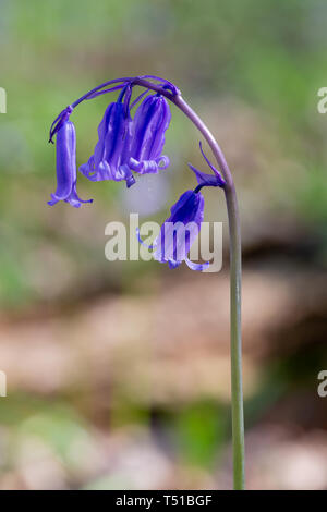 Nahaufnahme von Native Bluebells in Newton-le-Willows Tannen, Warrington, Cheshire, England gebracht Stockfoto