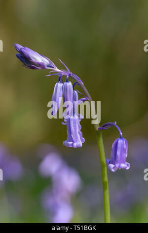 Nahaufnahme von Native Bluebells in Newton-le-Willows Tannen, Warrington, Cheshire, England gebracht Stockfoto