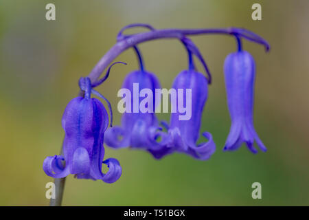 Nahaufnahme von Native Bluebells in Newton-le-Willows Tannen, Warrington, Cheshire, England gebracht Stockfoto