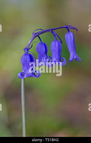 Nahaufnahme von Native Bluebells in Newton-le-Willows Tannen, Warrington, Cheshire, England gebracht Stockfoto