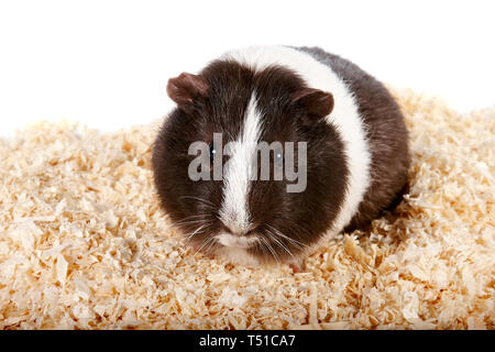 Meerschweinchen auf Sägemehl Stockfoto