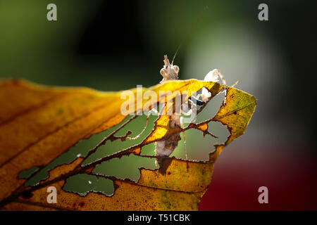 Einhorn Mantis (Ceratomantis saussurii) auf dem gelben Blatt in Ma Da Wald, Vietnam. Close-up Stockfoto