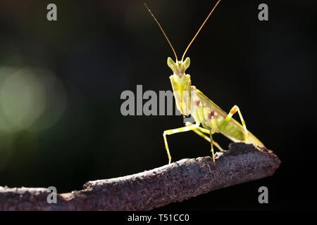 Einhorn Mantis (Ceratomantis saussurii) auf dem gelben Blatt in Ma Da Wald, Vietnam. Close-up Stockfoto