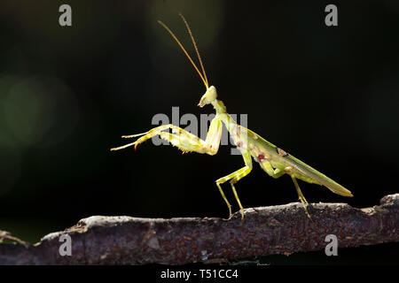 Einhorn Mantis (Ceratomantis saussurii) auf dem gelben Blatt in Ma Da Wald, Vietnam. Close-up Stockfoto