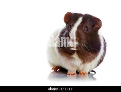Braun-weiß neugierig Meerschweinchen auf weißem Hintergrund Stockfoto