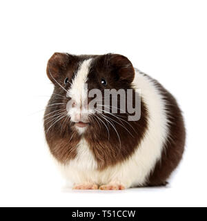 Braun-weiß neugierig Meerschweinchen auf weißem Hintergrund Stockfoto