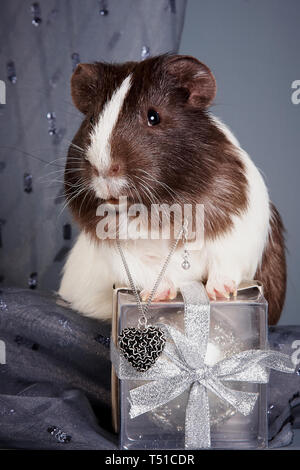 Meerschweinchen auf grauem Hintergrund mit einem Geschenk Stockfoto