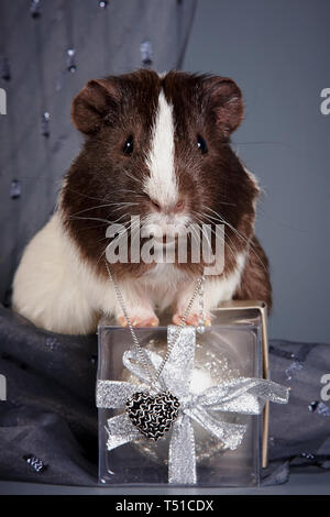 Meerschweinchen auf grauem Hintergrund mit einem Geschenk Stockfoto