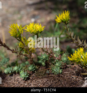 Alpine wilde Blume Petrosedum (Sedum) Montanum (Berg fetthenne). Aostatal, Italien Stockfoto