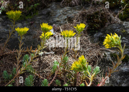 Alpine wilde Blume Petrosedum (Sedum) Montanum (Berg fetthenne). Aostatal, Italien Stockfoto