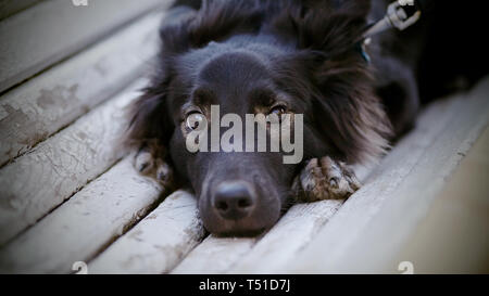 Portrait von traurigen zotteligen schwarzen Hund liegend auf der Werkbank Stockfoto