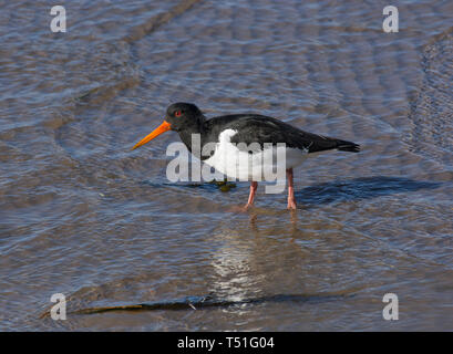 Eurasischen Austernfischer Haematopus ostralegus, auf nassem Sand, Morecambe Bay, Lancashire, Großbritannien Stockfoto