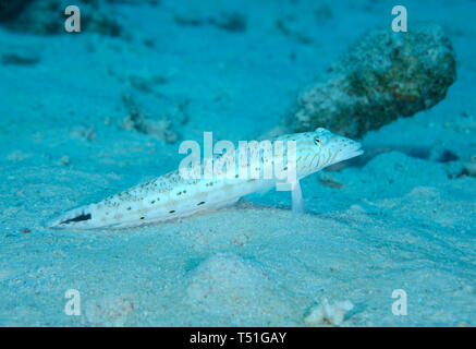 Speckled sandperch Fisch, Parapercis hexophthalma, Unterwasser auf dem sandigen Boden des Roten Meeres, Hamata, Ägypten Stockfoto