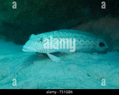 Speckled sandperch Fisch, Parapercis hexophthalma, Unterwasser auf dem sandigen Boden des Roten Meeres, Hamata, Ägypten Stockfoto