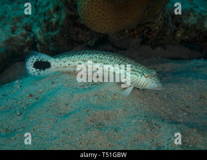 Speckled sandperch Fisch, Parapercis hexophthalma, Unterwasser auf dem sandigen Boden des Roten Meeres, Hamata, Ägypten Stockfoto