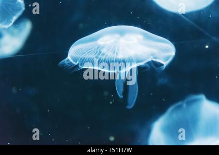 Quallen im Meer Stockfoto