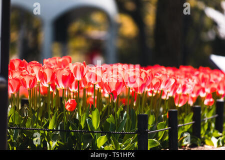 Blumen an der Gedenkstätte des Friedens in Hiroshima, Japan Stockfoto