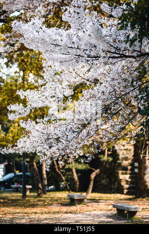 Hiroshima Castle fallenden Kirschblüten und Blumen Stockfoto