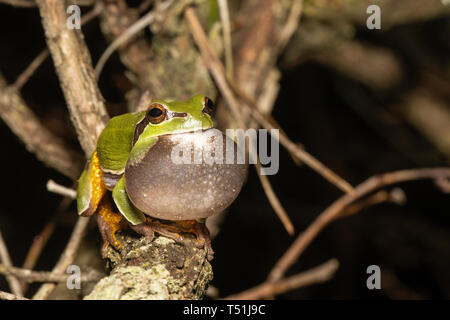 Pine Barrens Laubfrosch - Hyla andersonii Stockfoto