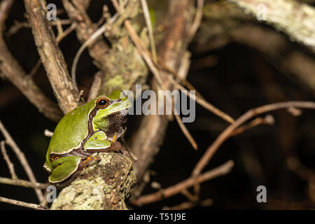 Pine Barrens Laubfrosch - Hyla andersonii Stockfoto