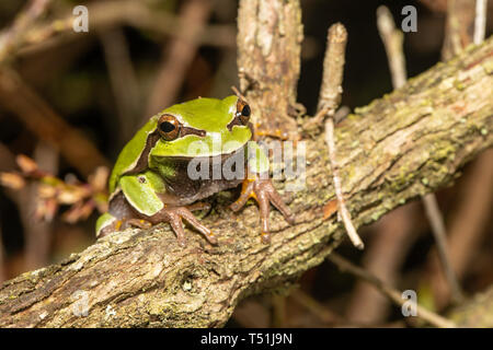 Pine Barrens Laubfrosch - Hyla andersonii Stockfoto