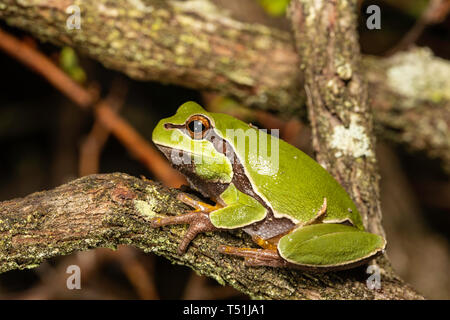 Pine Barrens Laubfrosch - Hyla andersonii Stockfoto